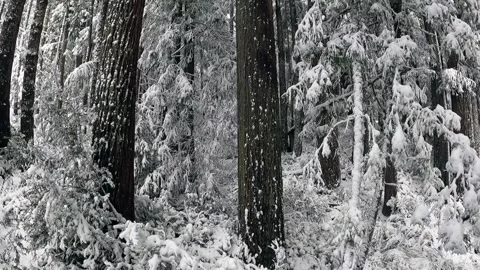 Wide angle 360 turning shot in slowmotion California Redwoods in the snow slow Vídeo Stock 250676272