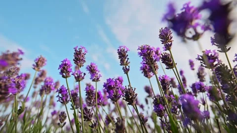Wide-angle 4K slow-motion of lavender fields under a dreamy, cloud-filled sky. Stock Footage 291884041