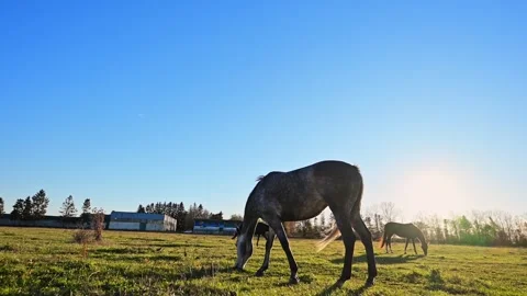 Wide-angle 4K slow-motion of a horse grazing on a green pasture with a clear sky Stock Footage 291887032