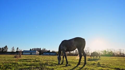 Wide-angle 4K slow-motion of a horse grazing on vibrant grass against a blue sky Stock Footage 295329184