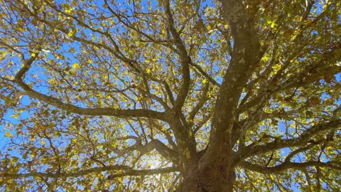 Wide angle 4K video of huge Platanus tree with a big branches litted with warm a Stock-Footage 244854412