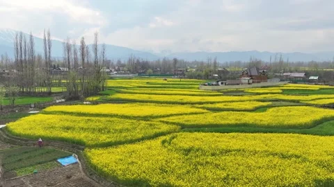 Wide-angle aerial pullback over yellow farmlands Stock Footage 333796094