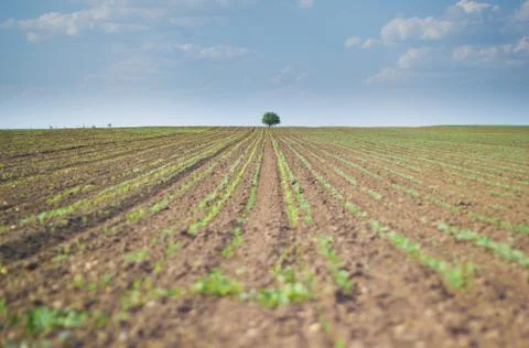 Wide angle agricultural background Stock Photos