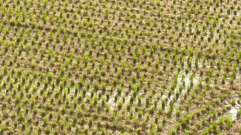 Wide angle and Close Up - Rice field growing up in a plantation Stock Footage 134765153