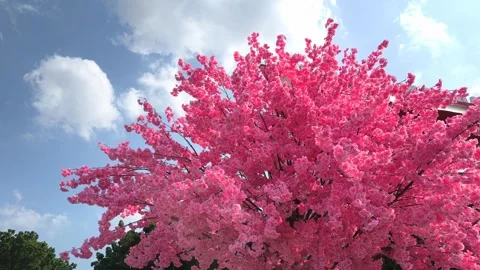 Wide angle artificial pink cherry blossom tree against blue sky Stock Footage 340939155