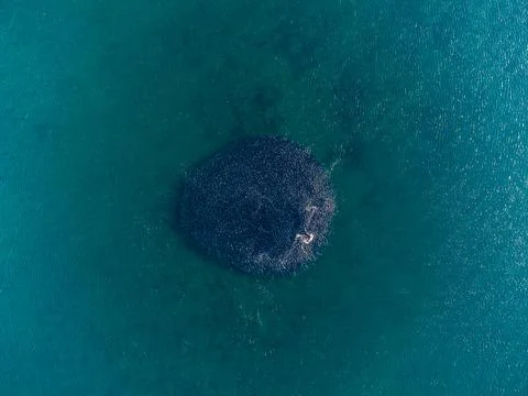 Wide angle of bait ball formed near Redcliffe Stock Photos