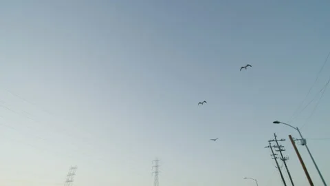 Wide angle birds flying by power lines 4k Stock Footage 154209656