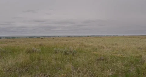 Wide angle bison grazing on prairie Stock Footage 83597269