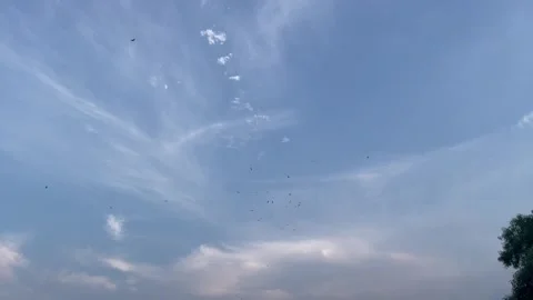 Wide Angle Blue Sky with Wispy Cirrus Clouds and Flying Birds Stock-Footage 345979749