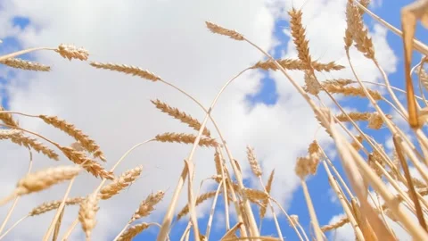 Wide angle bottom view to the ears of wheat on the blue and cloudy sky Stock Footage 205022294