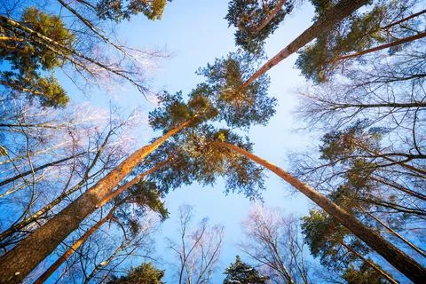 Wide angle bottom view of trees on blue background Stock Photos