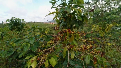 Wide angle camera moving throw: view on coffee plantation in Vietnam, near Dalat Stock Footage 121892648