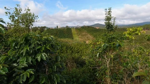Wide angle, camera moving: view on coffee plantation in Vietnam, near Dalat Stock Footage 121891955