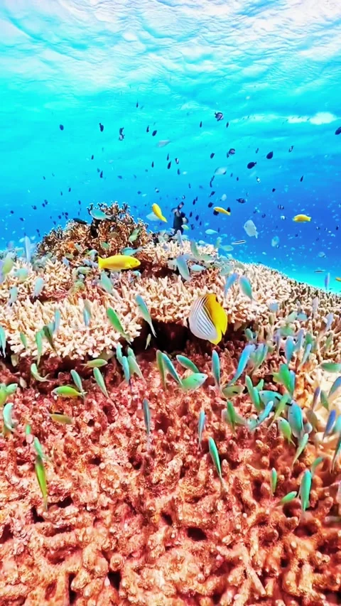 Wide Angle Cinematic View of Expansive Coral Reef Under Sunlit Surface Stock Footage 336666573