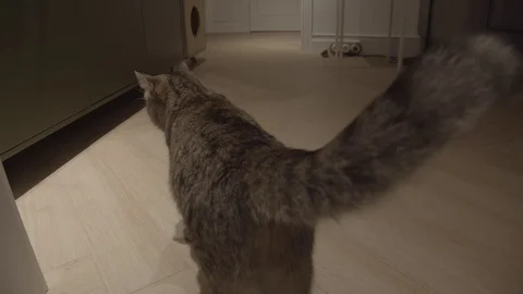 Wide angle close up of an Adorable cat moving tail at home, slow motion Vidéo 113930933