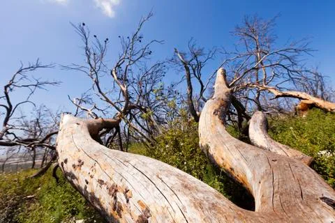 Wide angle close up of athe trunk of a fallen tree, lying amongst the bright  Stock Photos