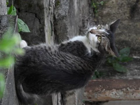 Wide angle with close up look of cat in august Stock Photos