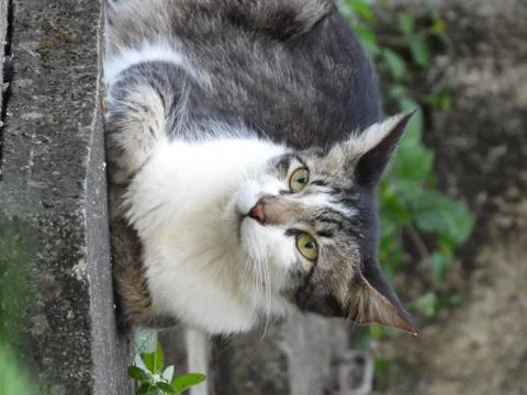 Wide angle with close up look of cat in august Stock Photos