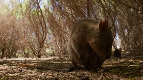 Wide Angle Close up of Quokka Stock Footage 305524367
