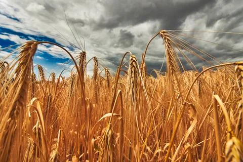 Wide angle close up of rye field Stock Photos