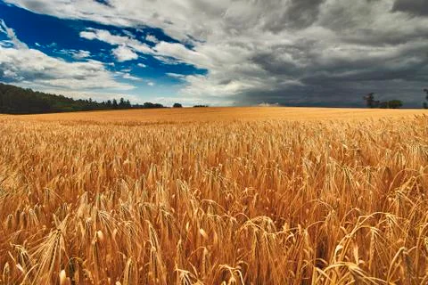 Wide angle close up of rye field Stock Photos