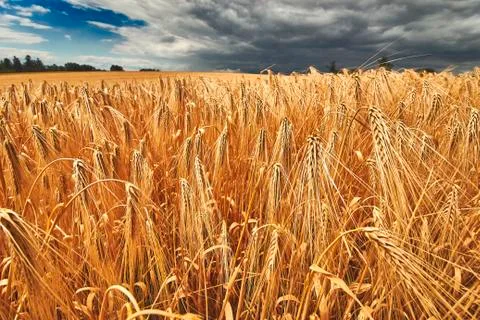 Wide angle close up of rye field Stock Photos