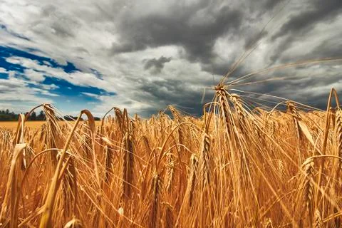 Wide angle close up of rye field Stockfoto's