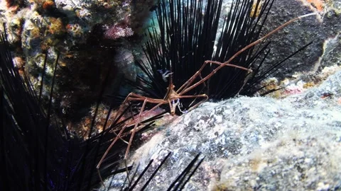 Wide-angle close-up of Stenorhynchus seticornis (Spider arrow crab) Видео 330272069