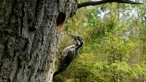Wide angle close up of Three-toed woodpecker on a trunk against green background Video stock 122161701