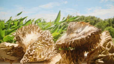 Wide Angle Close View of Rotten Durian Shells with Sharp Spikes Under Clear Blue Stock Footage 313573365