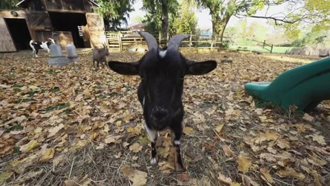 Wide angle close up of young brown goat Stock Footage 147953727