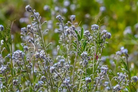 Wide angle closeup on an aggregation of lightblue Early Forget-me-not, Myosot Stock Photos
