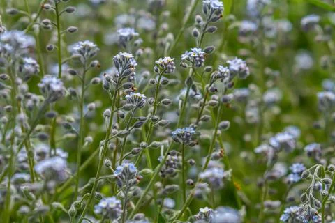 Wide angle closeup on an aggregation of lightblue Early Forget-me-not, Myosot Stock Photos