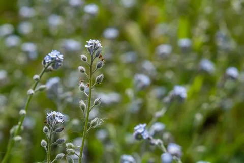 Wide angle closeup on an aggregation of lightblue Early Forget-me-not, Myosot Stock Photos