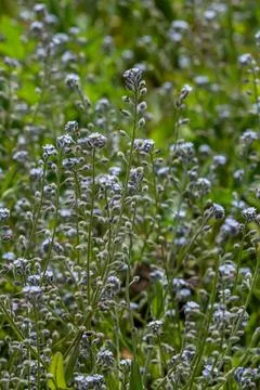 Wide angle closeup on an aggregation of lightblue Early Forget-me-not, Myosot Stock Photos