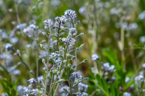 Wide angle closeup on an aggregation of lightblue Early Forget-me-not, Myosot Stock Photos
