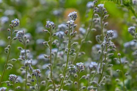 Wide angle closeup on an aggregation of lightblue Early Forget-me-not, Myos.. Foto stock