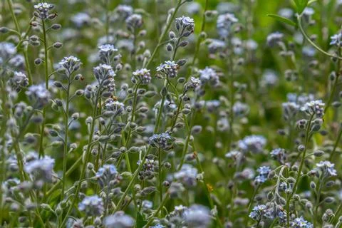 Wide angle closeup on an aggregation of lightblue Early Forget-me-not, Myosot Stockfoto's