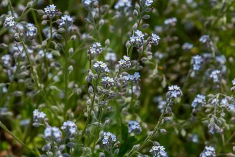 Wide angle closeup on an aggregation of lightblue Early Forget-me-not, Myosot Stock Photos