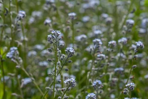 Wide angle closeup on an aggregation of lightblue Early Forget-me-not, Myosot Stockfoto's