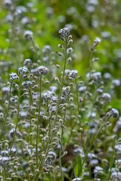 Wide angle closeup on an aggregation of lightblue Early Forget-me-not, Myosot Stock Photos