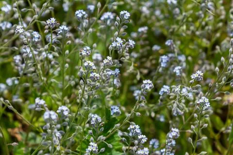 Wide angle closeup on an aggregation of lightblue Early Forget-me-not, Myosot Fotos de archivo