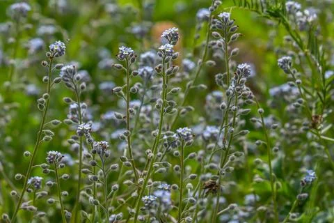 Wide angle closeup on an aggregation of lightblue Early Forget-me-not, Myos.. Stock Photos