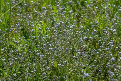 Wide angle closeup on an aggregation of lightblue Early Forget-me-not, Myosot Stock Photos