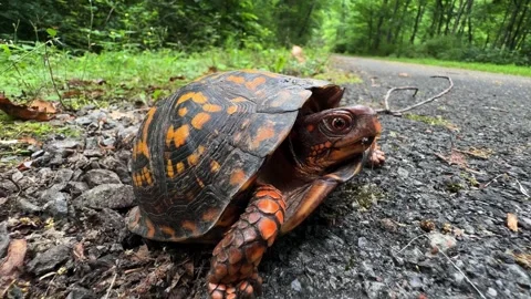 Wide angle closeup profile view of North American Box Turtle, also known as Stock Footage 277711010