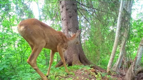 Wide angle closeup of roe deer buck in spring forest Stock Footage 327658388