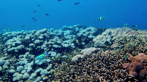 Wide Angle Coral Reef Landscape with Parrotfish and Reef Fish in Blue Water Stock Footage 334503466