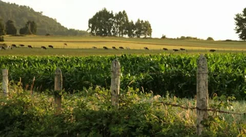 Wide Angle Corn field with Live Stock.mp4 스톡 동영상 10739979