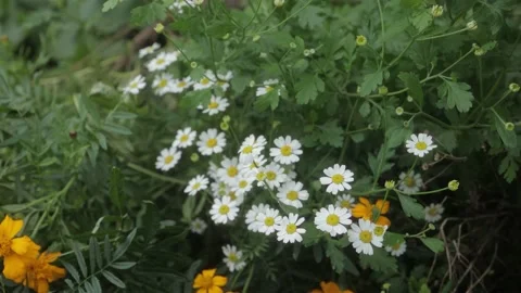 Wide angle of daisy flowers in field Stock Footage 157081023
