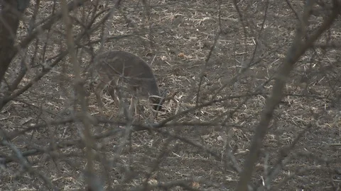 Wide Angle Deer Eating In Field Video stock 92678761
